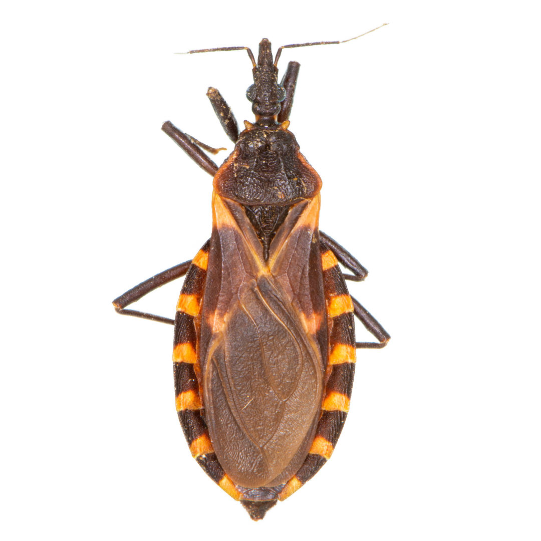 Are Kissing Bugs Dangerous Here S What To Know Kiss B - vrogue.co