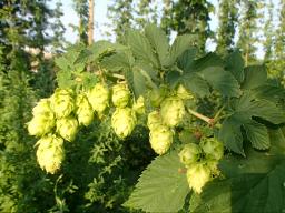 A hops field day will be held Aug. 21 at the West Central Research, Extension and Education Center in North Platte.