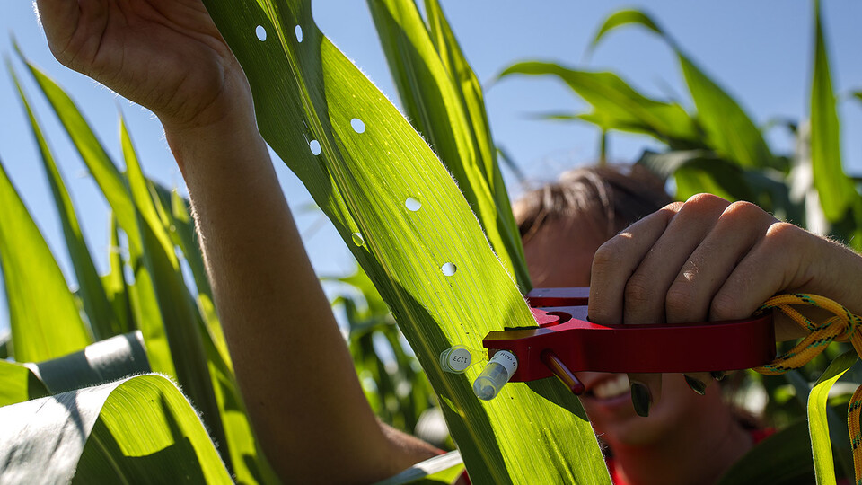 Sierra Conway, an undergraduate at UNL, collects RNA from a set of diverse corn varieties. Craig Chandler | UNL