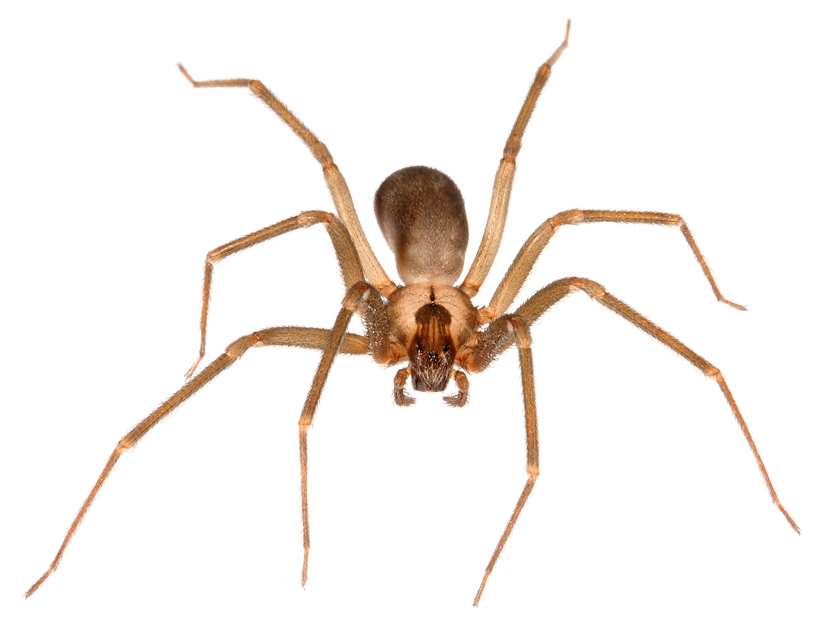 Photo of adult Brown Recluse spider magnified. (Photo by UNL Dept. of Entomology)