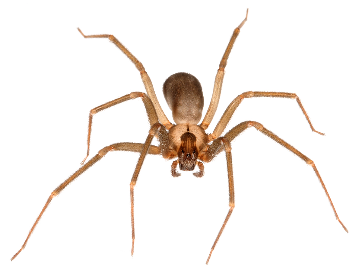 Spiders: Brown Recluse and Black Widow  Mississippi State University  Extension Service