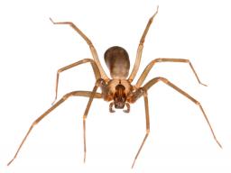 Photo of Brown Recluse spider magnified. Photo by: UNL Dept. of Entomology