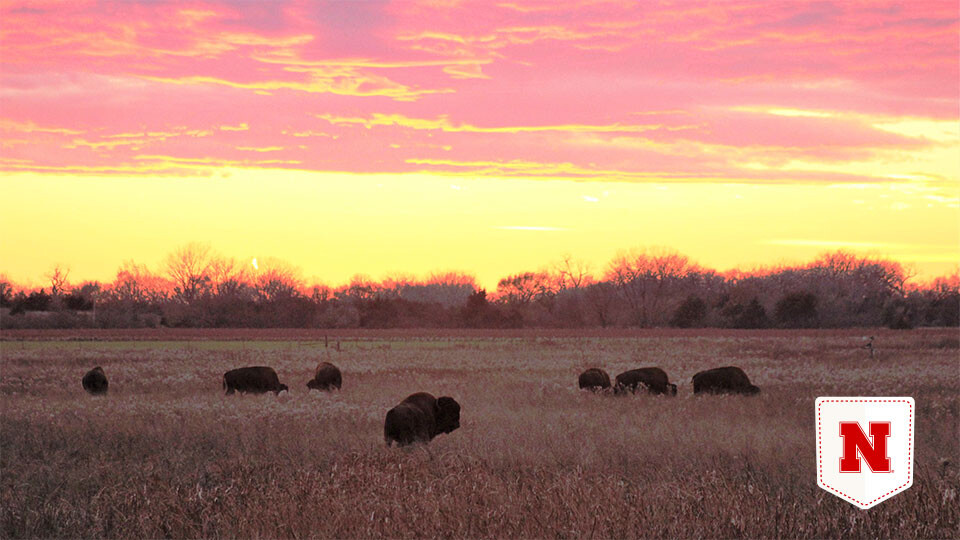 A herd of American bison grazing in Nebraska’s Platte River Valley.  Nico Arcilla
