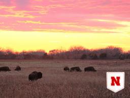 A herd of American bison grazing in Nebraska’s Platte River Valley.  Nico Arcilla