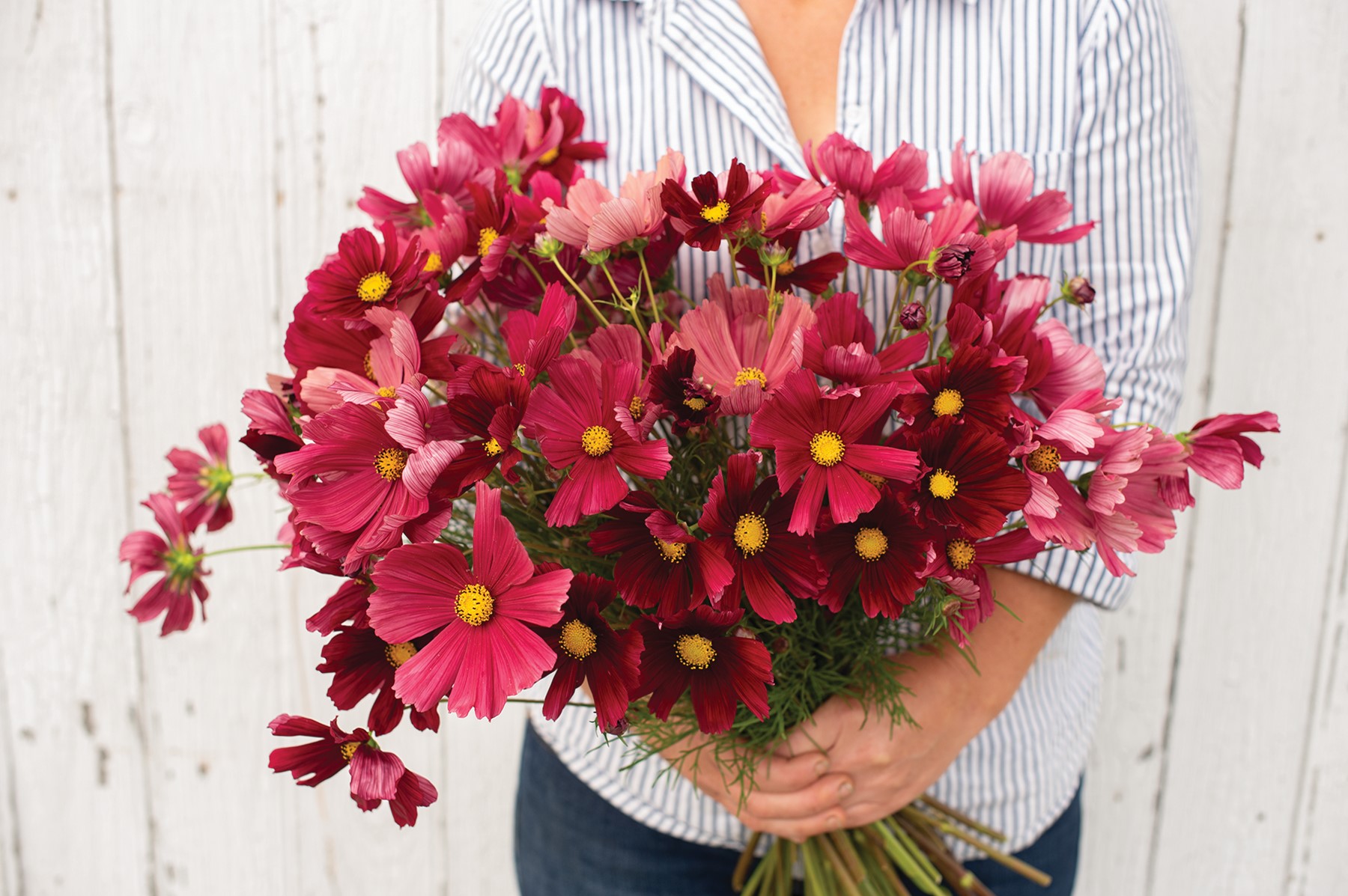 Rubenza Cosmos *photo courtesy Johnny's Select Seeds