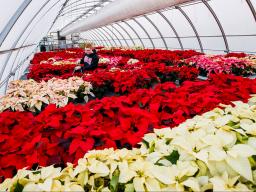 Horticulture senior Brandon Mars waters poinsettias in the Teaching Greenhouse West in 2019. Craig Chandler | University Communication