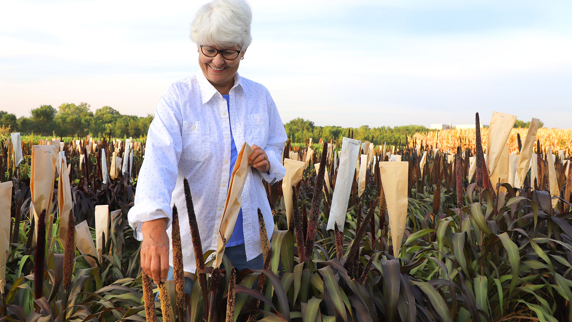 The University of Nebraska–Lincoln honored 977 faculty and staff for their years of service to the university Nov. 18 including Department of Agronomy and Horticulture’s Carol Caha, a lab manager and research technologist, for 45 years of service.