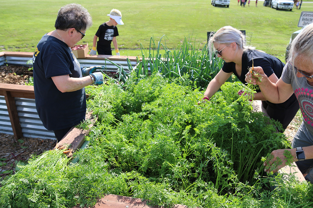 Master Gardeners help with the "Growing Together Nebraska" donation gardens.