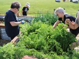Master Gardeners help with the "Growing Together Nebraska" donation gardens.