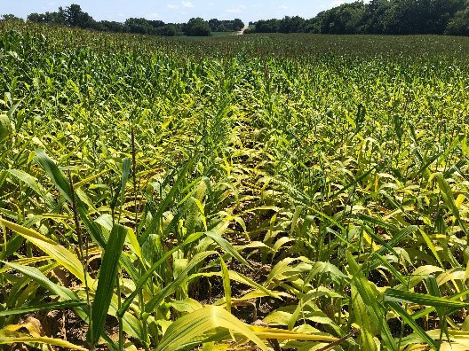 Corn field with yellowed leaves showing sulfur deficiency.
