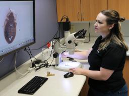 Pictured is Extension Educator Kait Chapman identifying a bed bug.