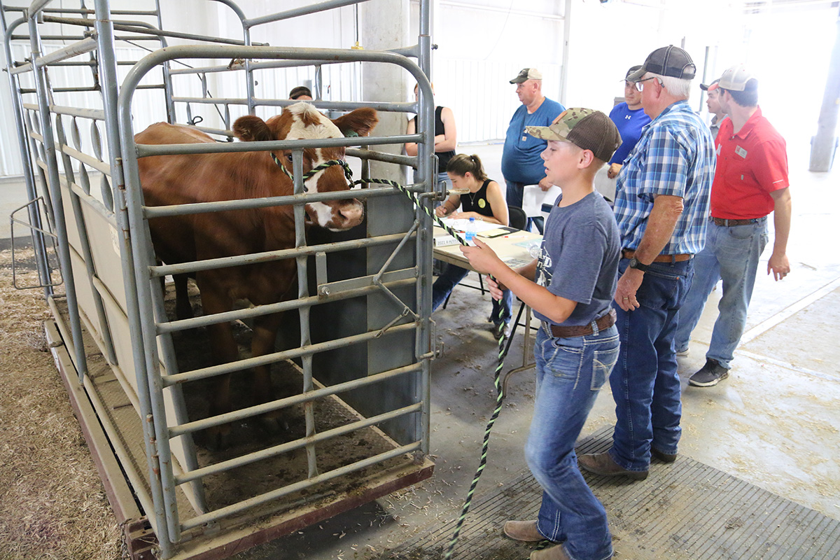 Beef weigh-in at the 2021 Lancaster County Super Fair.