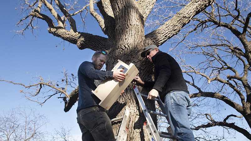 John Benson (l) and John Carroll install a new flying squirrel house on East Campus.