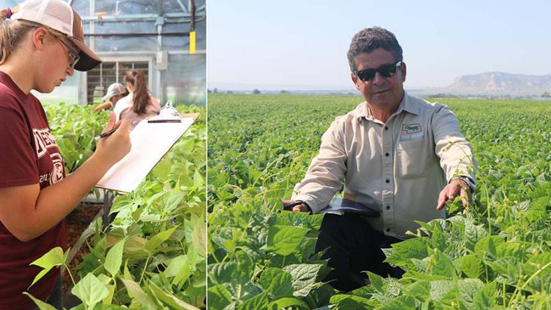  Left photo: Summer interns Barbara Pieper (foreground), Aymslee Mathis and Karrisa Neal work in the greenhouse scouting and clipping young bean plants. Right photo: Dry Bean Breeding Specialist Carlos Urrea checks variety plots at the Mitchell Ag Lab.