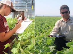 Dry Bean Breeding Specialist Carlos Urrea and his crew worked both outside and indoors to carry out variety trials in 2021. (Left photo) Barbara Pieper (foreground), Aymslee Mathis and Karrisa Neal, summer interns, at work in the greenhouse scouting and c