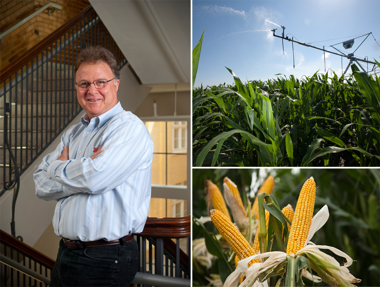 Research led by UNL's Ken Cassman (pictured) and Patricio Grassini shows that irrigated corn grown in Nebraska is highly efficient in the use of energy, water and fertilizer.