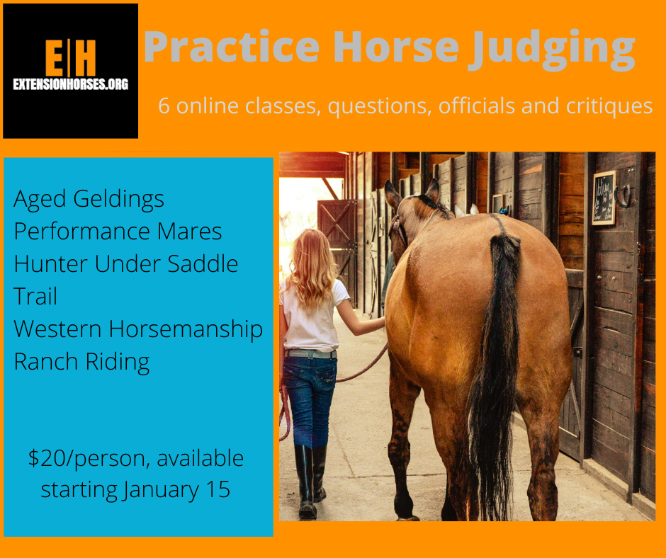 Practice Horse Judging.jpg