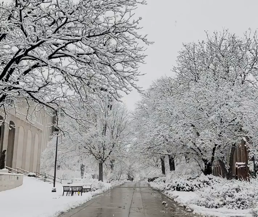 Snow and ice cover the trees and grass along a sidewalk on campus.