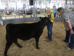 2021 4-H Bucket Calf Show at the Lancaster County Super Fair