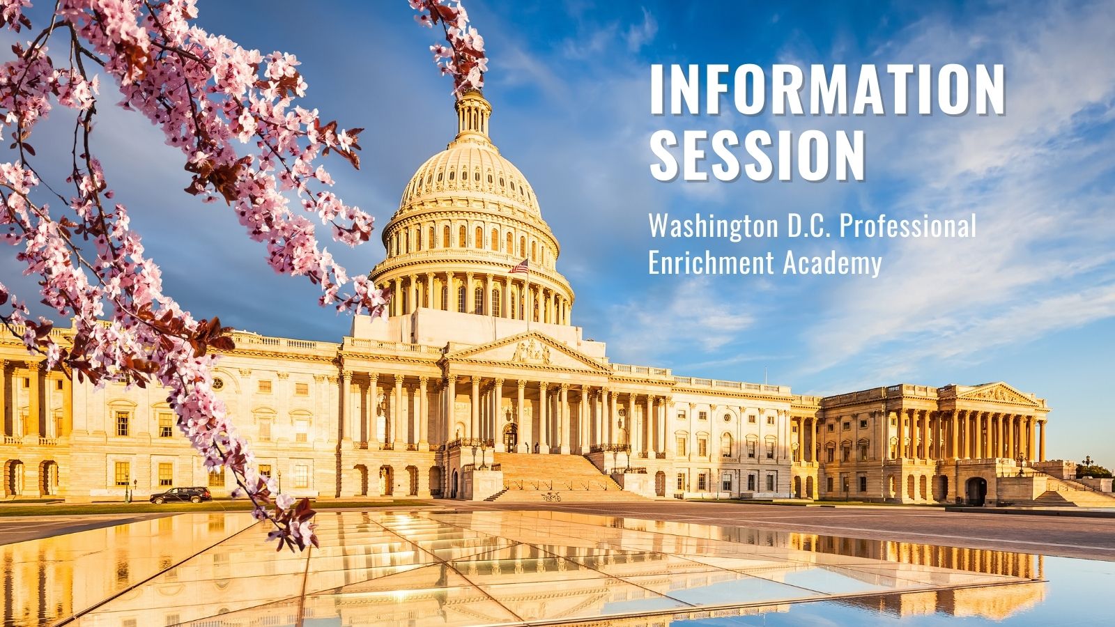 Washington D.C. capitol with cherry blossoms 