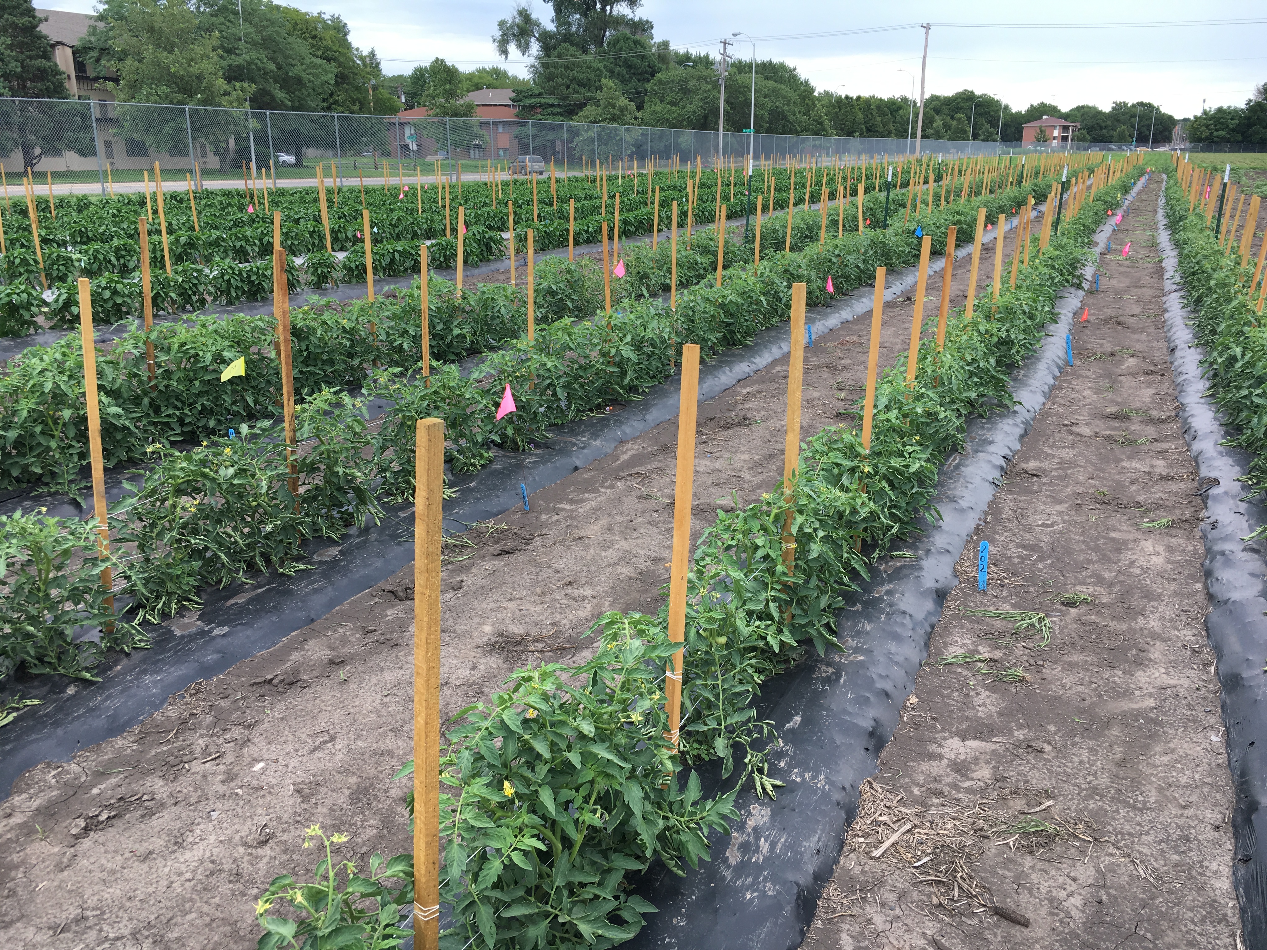 An example of bioplastic film in tomato and pepper plantings at the University of Nebraska-Lincoln's East Campus test plots. (Credit: Sam Wortman)