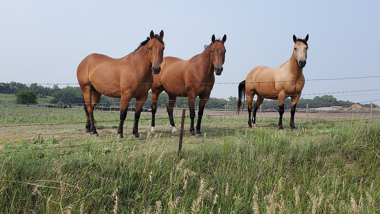 Horses in a pasture near Burwell, Nebraska