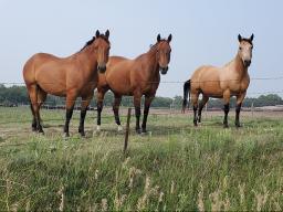 Horses in a pasture near Burwell, Nebraska