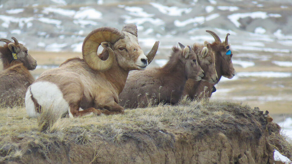 From 2018 to 2020, collars affixed to 51 female bighorn sheep in the Nebraska Panhandle reported the precise locations of those ewes up to 24 times a day.  Image by Todd Nordeen | Nebraska Game and Parks Commission  