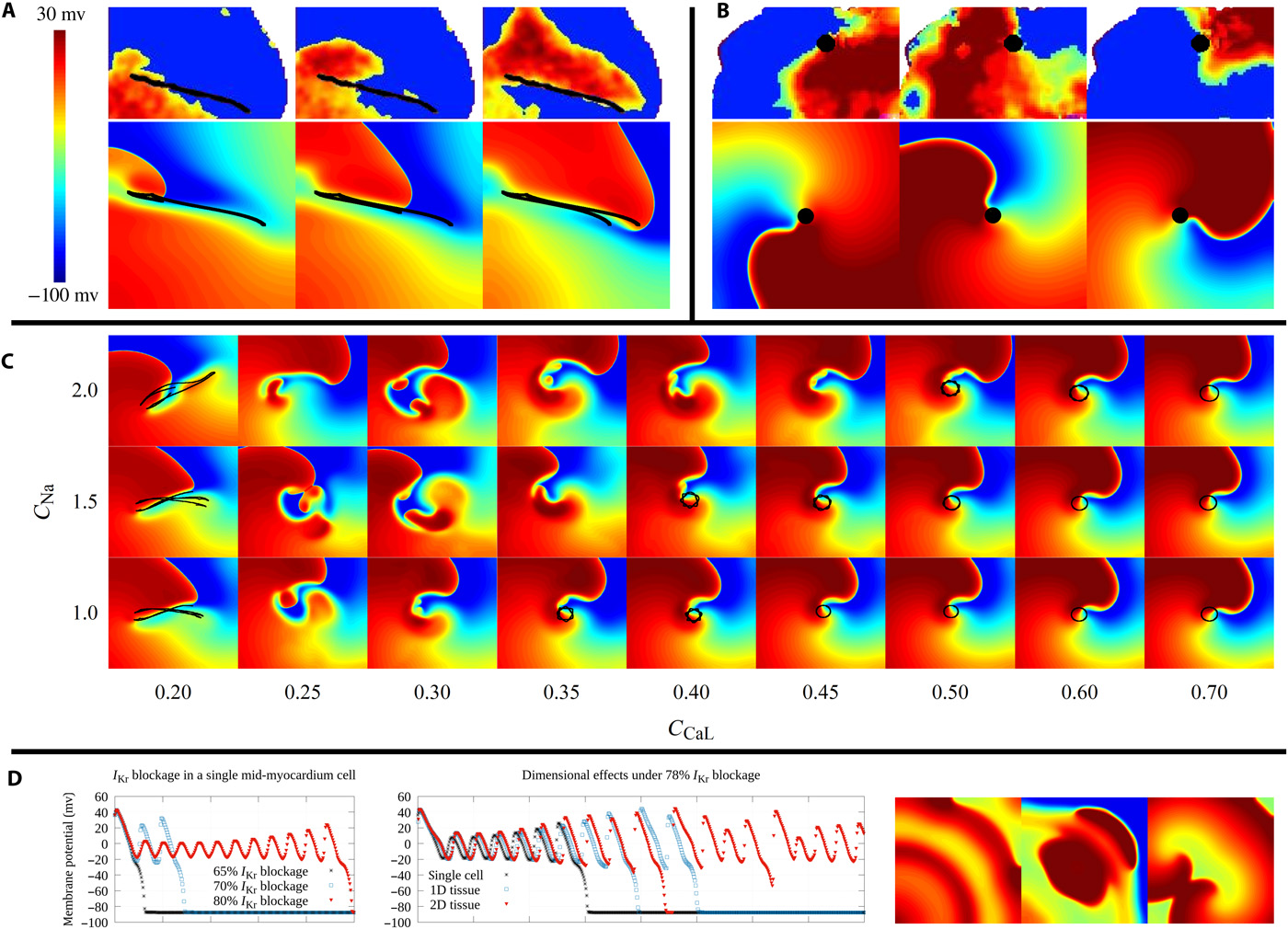 Undergraduate Workshop on  Dynamics of Excitable Systems