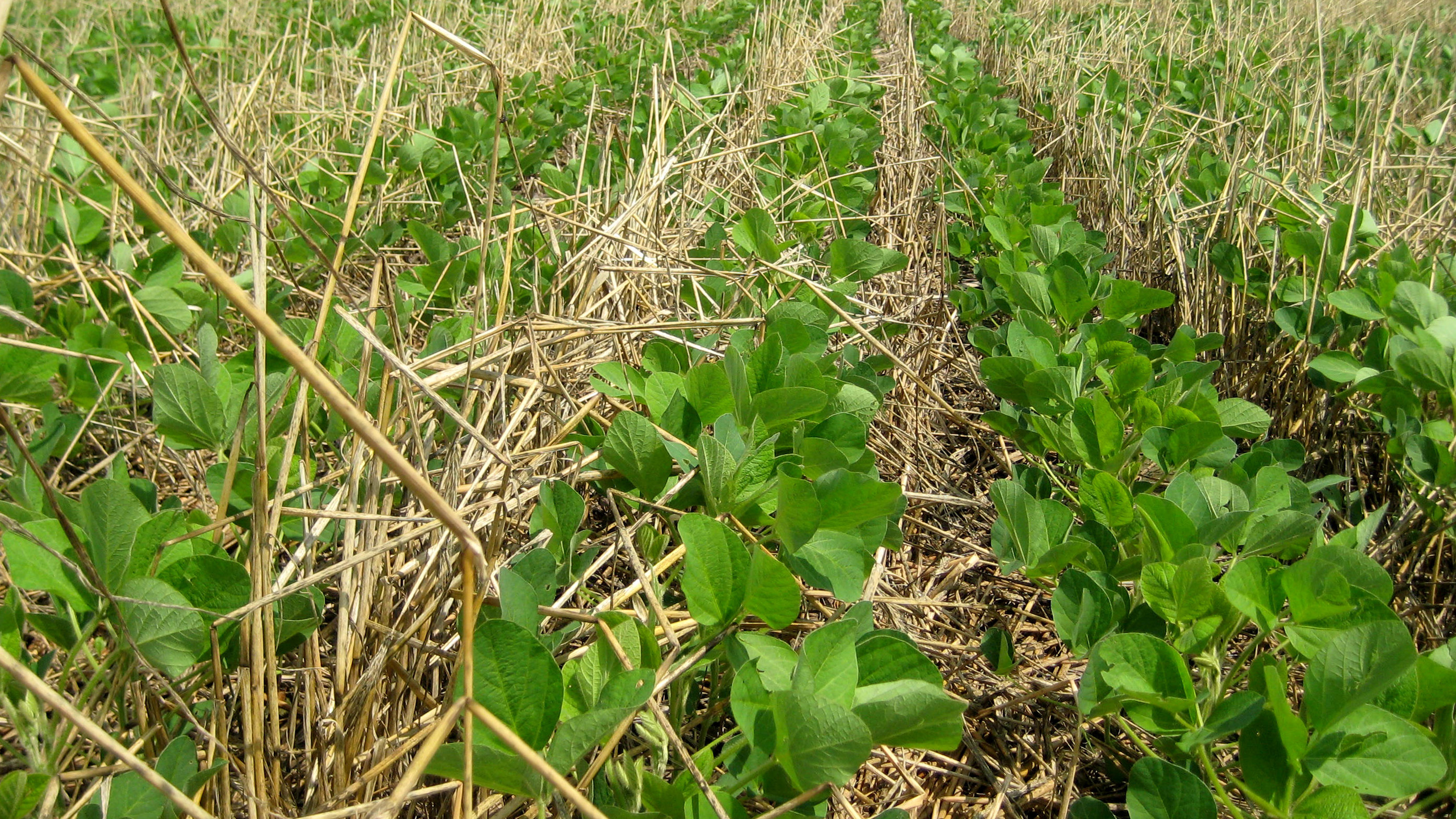 Benefits of cover crops extend to dry areas | Announce | University of ...