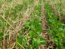 Cover crops do far more than cover soils. They provide an array of benefits, such as the ability to reduce soil erosion and increase soil health. They can help attract pollinators, repel pests, turn into ‘green manure,’ or can be used as feed for livestoc
