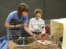 4-H Cat Show at the 2021 Lancaster County Super Fair
