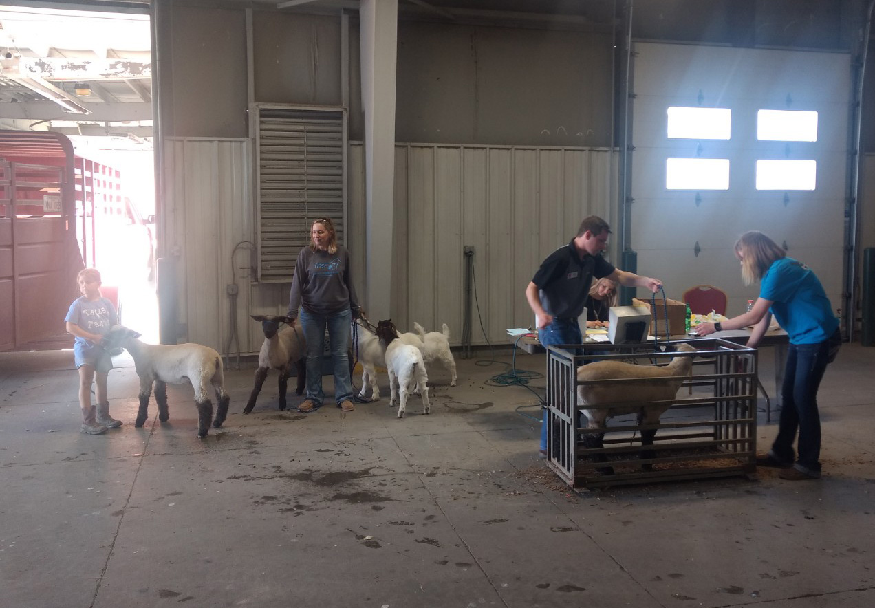 Sheep & Meat Goat Weigh In 2019 at the Lancaster Event Center Fairgrounds