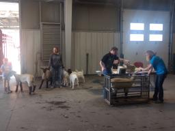 Sheep & Meat Goat Weigh In 2019 at the Lancaster Event Center Fairgrounds