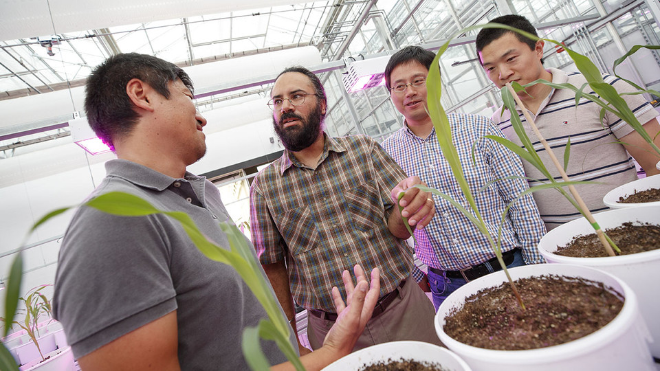 Harkamal Walia, a researcher in agronomy and horticulture, discusses wheat growing progress in the Lemna Tech High Throughput Phenotyping facility at Nebraska Innovation Campus, with colleagues Toshihiro Obata, Hongfeng Yu, and Qi Zhang.