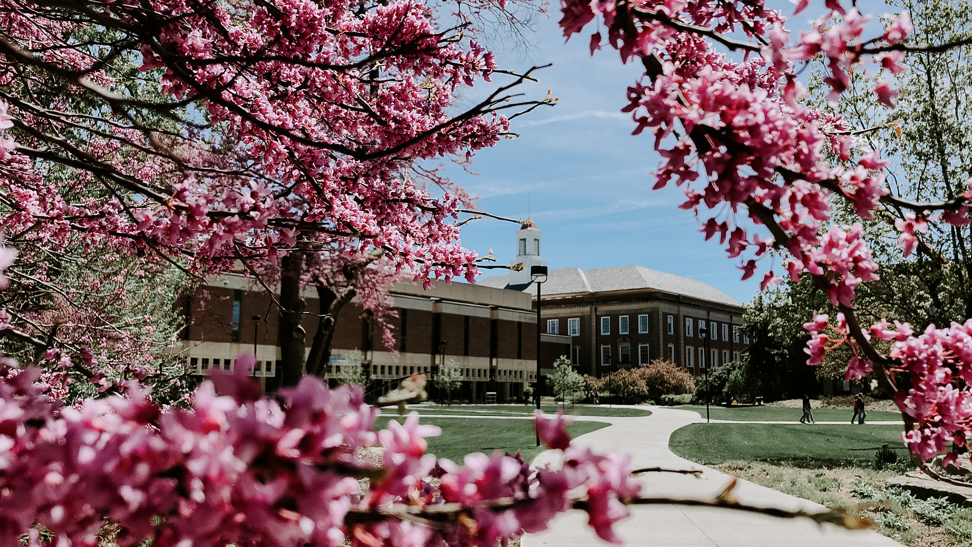 Trees in bloom near Love Library and Adele Coryell Hall Learning Commons