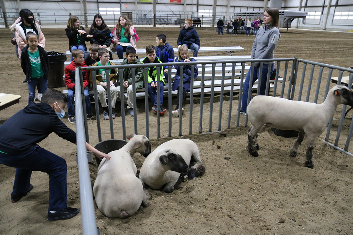 Extension Assistant Elizabeth Thiltges (pictured at right) taught students that sheep produce wool, meat and many by-products. Youth had the opportunity to interact with three lambs.