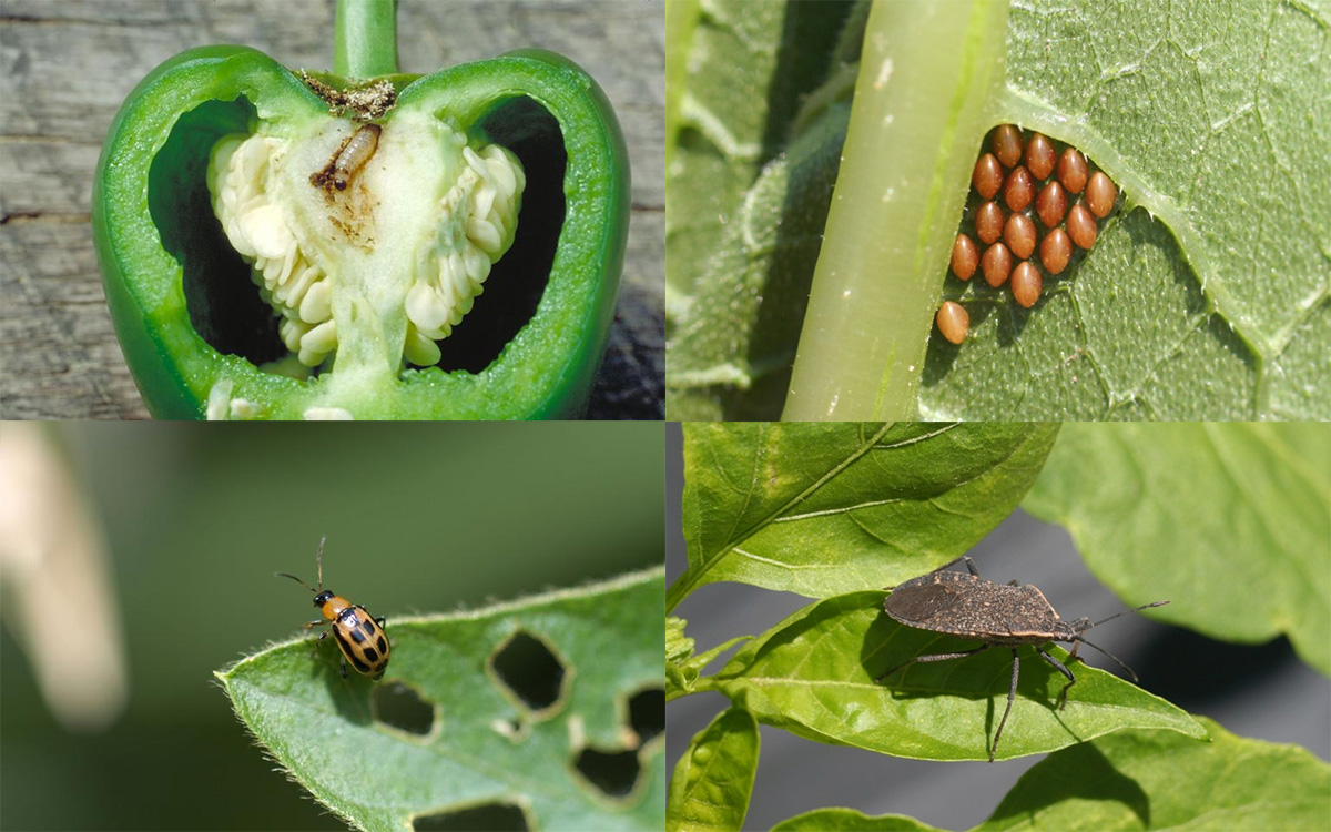 Pests you may find in your garden. (Clockwise from upper left) European corn borer in peppers, squash bug eggs, adult squash bug and green leaf beetle. (Photos by UNL Entomology Dept.)