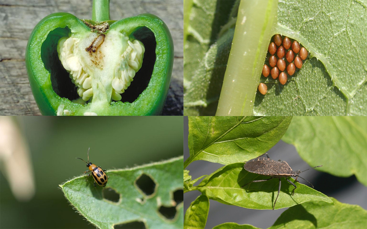 Carpet Beetles  Nebraska Extension in Lancaster County