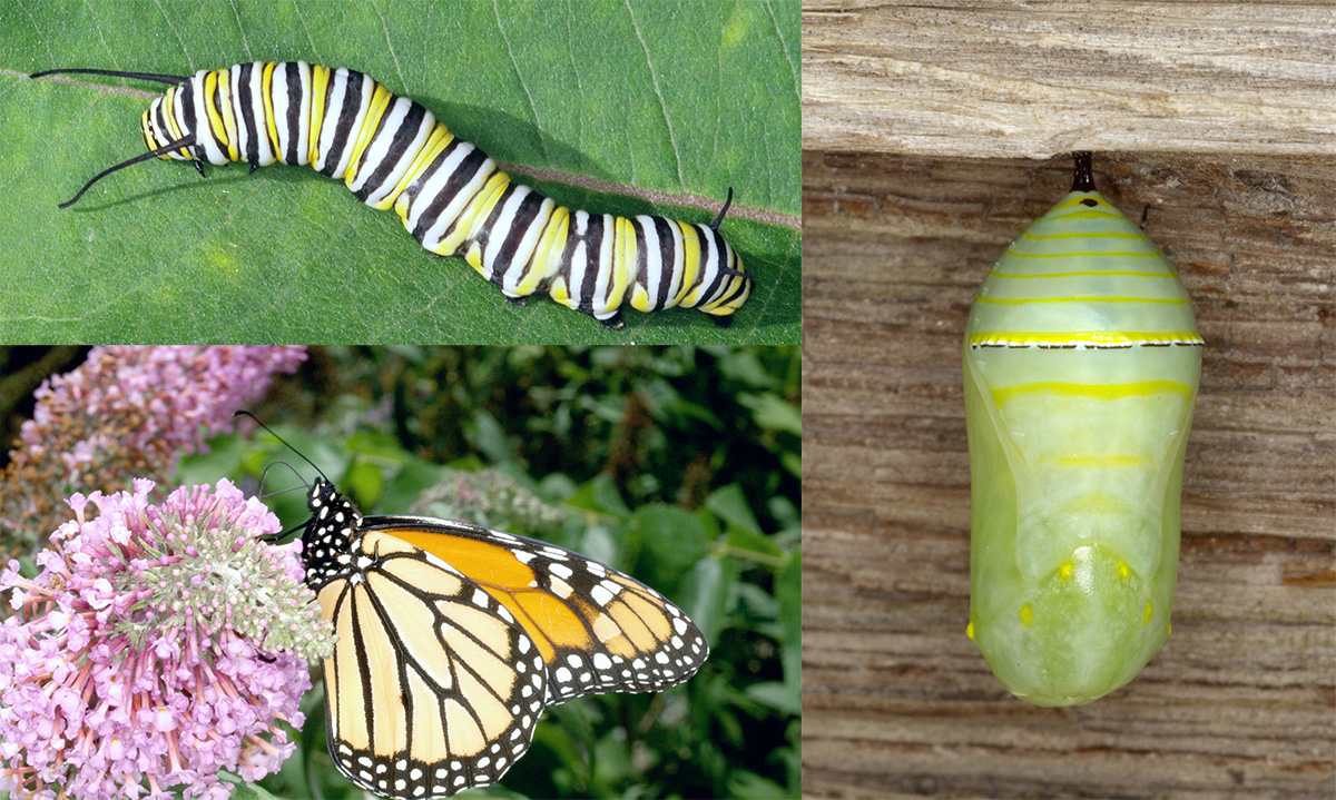 (Clockwise) Monarch caterpillar, Monarch chrysalis and Monarch butterfly.