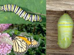 (Clockwise) Monarch caterpillar, Monarch chrysalis, and Monarch butterfly.