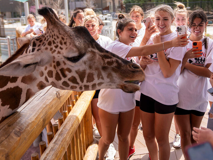 Alpha Chi Omega sorority members spend time with one of the giraffes at the Lincoln Children's Zoo while completing volunteer work for the Big Event. [Dillon Galloway | University Communication]
