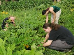 Students work in the Student Organic Farm during the 2021 growing season. The farm is again offering shares to faculty, staff and students who wish to receive items grown in the garden.