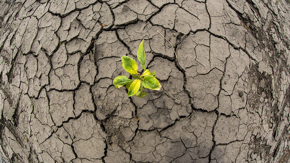 A soybean plant grows in a dry ground. 