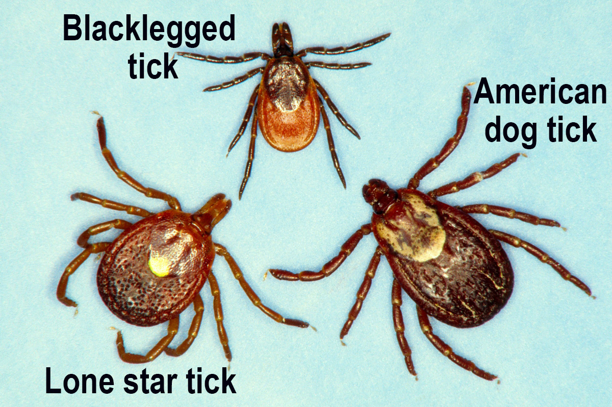 Tick comparison (all are females and magnified): Lone star tick (left), blacklegged tick (top center), American dog tick (right)  (Photo by UNL Department of Entomology)