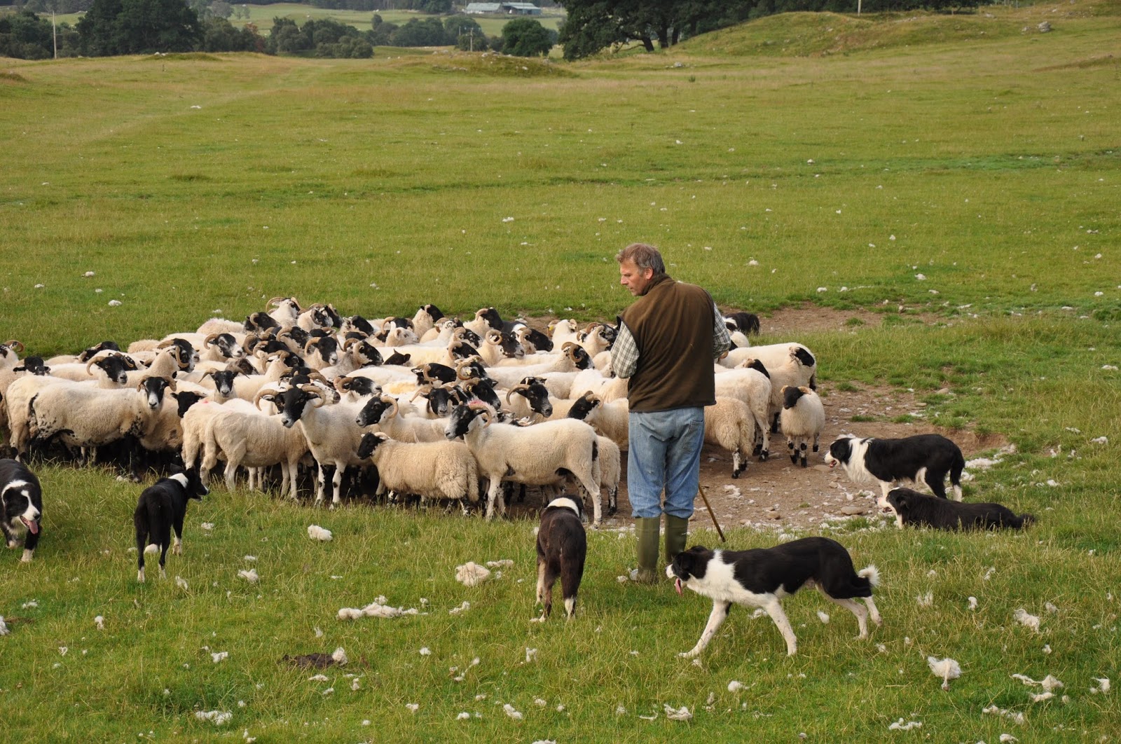 shepherd.jpg