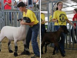 4-H/FFA Sheep and Meat Goat classes at 2021 Lancaster County Super Fair