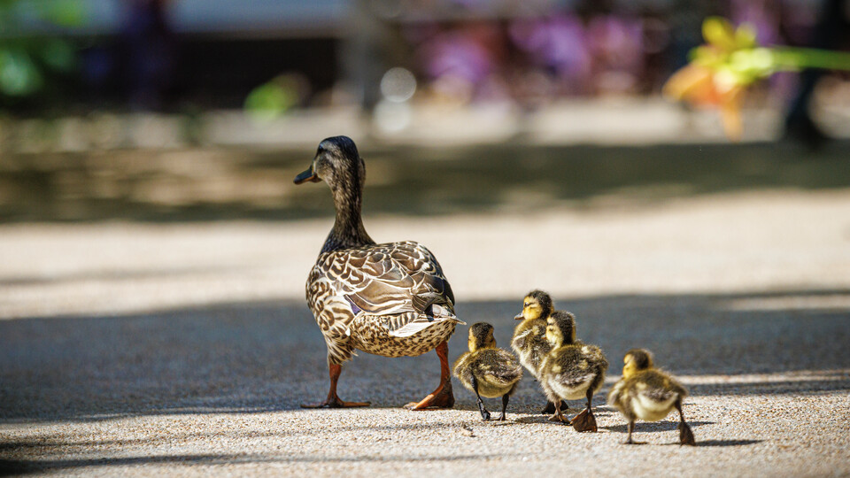 Keim Hall staff members guide a mother and her ducklings into the wild. The ducklings hatched in Keim Hall Courtyard June 13.