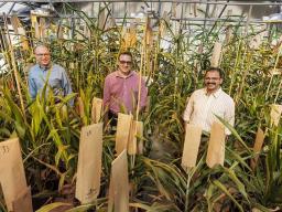 (From left) Nebraska’s Scott Sattler, Tomas Helikar and Joe Louis are researching sorghum genetics to develop plants that can fend off sugarcane aphids. Craig Chandler | University Communication and Marketing