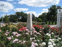 Check out these beautiful roses at the Hamann Rose Garden